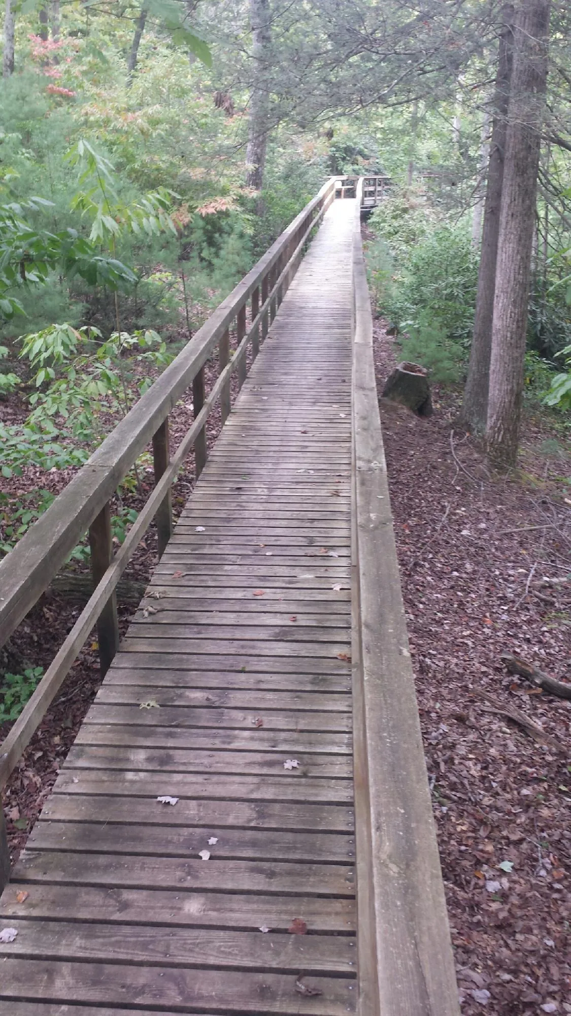 Long wood walkway with handrails built through the woods in Chester